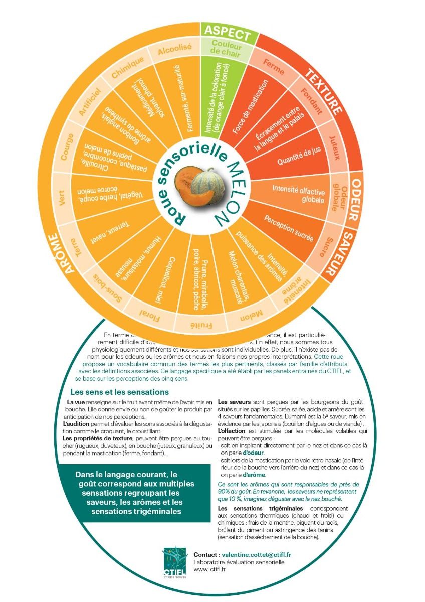ROUE SENSORIELLE - MELON - CTIFL