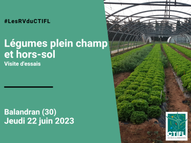 Visite d'essais légumes plein champ et hors-sol