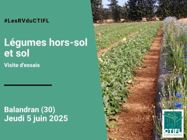 Visite d'Essais légumes hors-sol et sol
