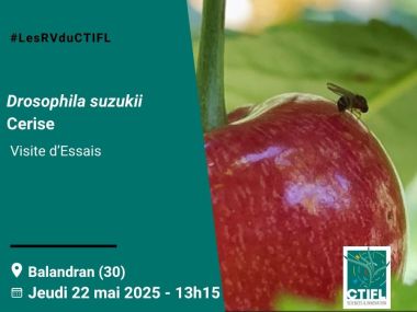 Visite d'Essais Drosophila suzukii cerise 