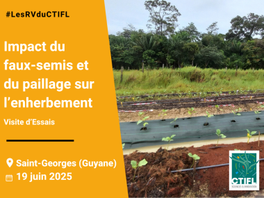 Visite d'Essais - Impact du faux-semis et du paillage sur l’enherbement 