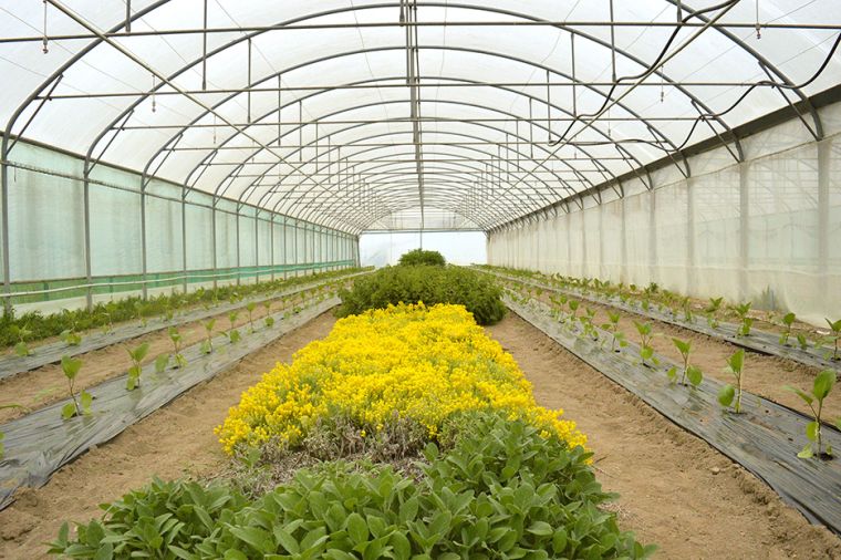 Mettre en place et piloter des stratégies de lutte biologique par conservation pour protéger les cultures légumières sous abri contre les pucerons 