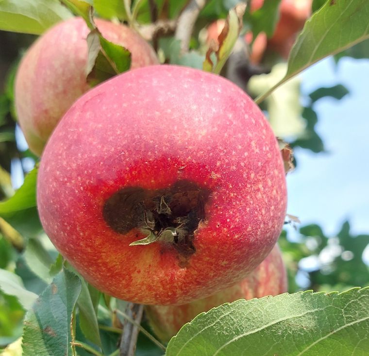 Connaître et gérer le chancre du pommier (Neonectria ditissima)
