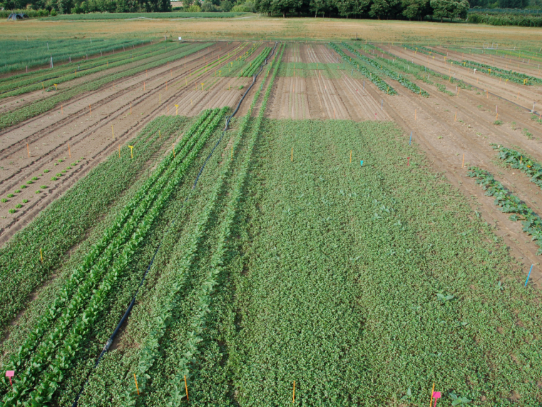 Bonnes pratiques d’expérimentation : assistance à l’homologation des spécialités phytosanitaires