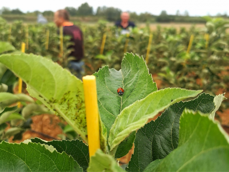 Certification de vos plants fruitiers 