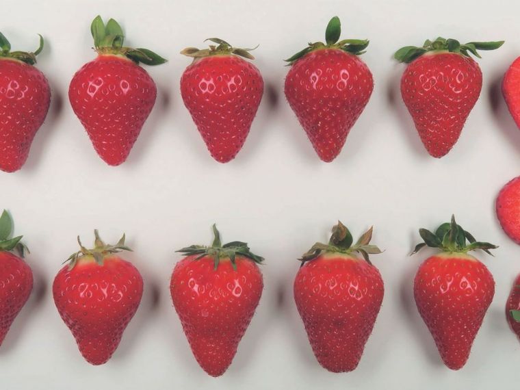 Evaluation de nouvelles variétés de fraisier au stade pré-commercial