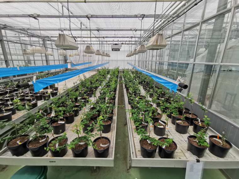 Evaluation de la sensibilité de votre variété d’abricotier vis-à-vis de l’ECA