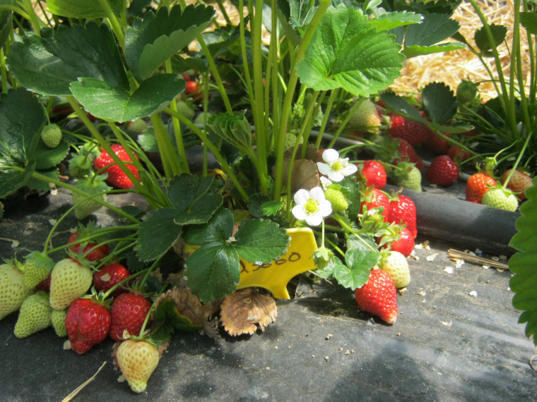 Analyse de cycle de vie des fruits et légumes