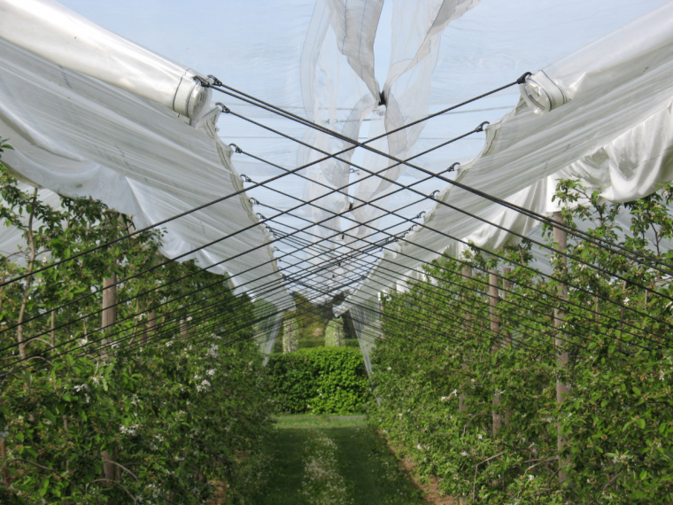 Assistance à la mise en place des nouveaux systèmes de protection utilisables en production fruitière intégrée