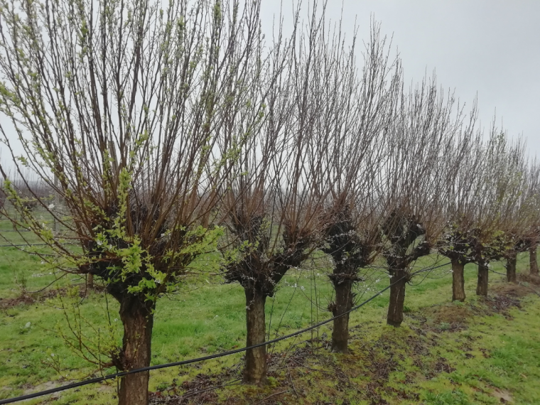 Régénération des cultivars d’arbres fruitiers atteints de maladies de dégénérescence