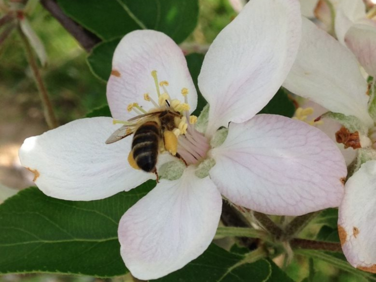 Détermination des possibilités d’autofertilité et de d’incompatibilité pollinique des espèces fruitières