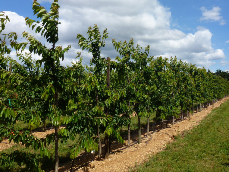 Accompagnement pour un dépôt de demande de Certificat d’Obtention Végétal (COV) pour une variété fruitière