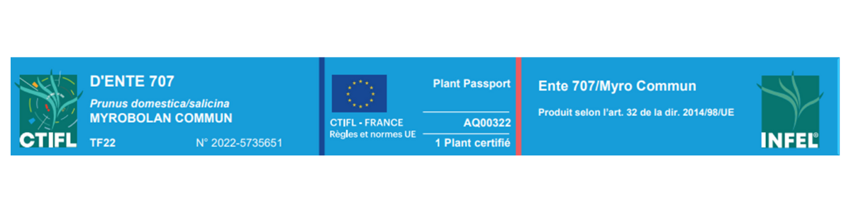 Actu_certification_infel_-_bandeau.png