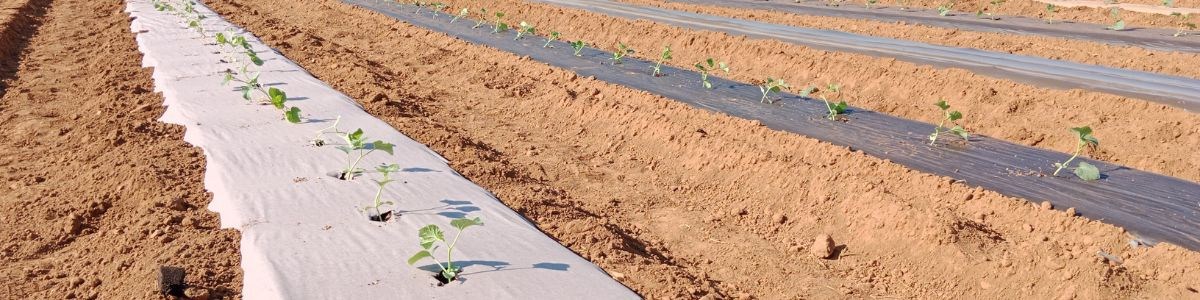 Elaborer des solutions de paillages biodégradables en cultures maraîchères  - SOPAM - CTIFL