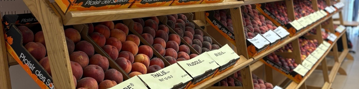 Bandeau_actu_-_Retour_en_images_RT_P_che_nectarine.png