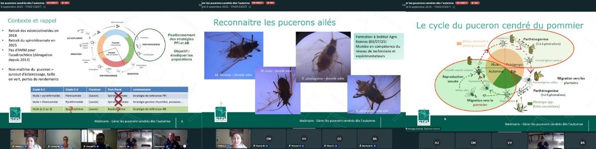 Bandeau_actu_-_Retour_en_images_webinaire_puceron_2025.jpg