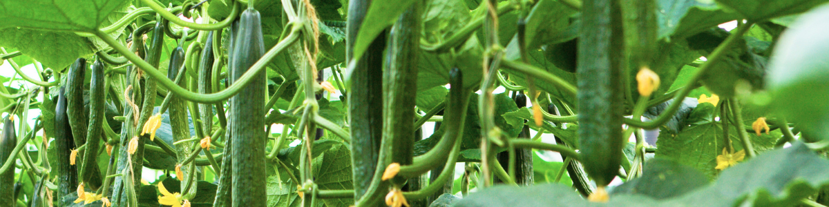 Concombre sous serre chauffée