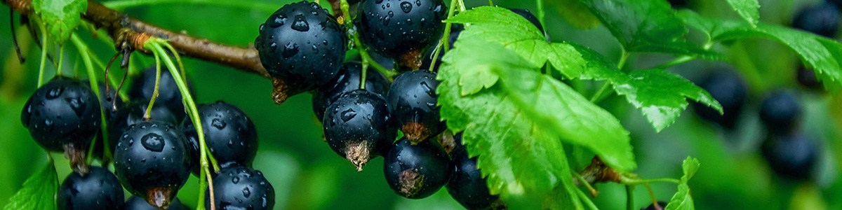CTIFL--Visuel-bandeau-Cassis.jpg