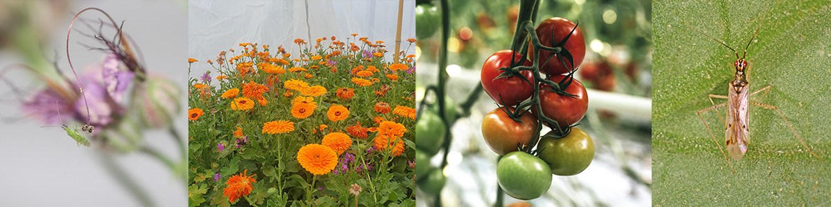 CTIFL--Visuel-bandeau-Plantes_banques.jpg