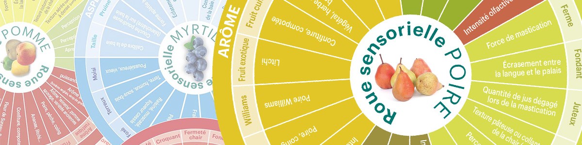 CTIFL_Visuel_bandeau-roue_sensorielle.jpg CTIFL_Visuel_bandeau-roue_sensorielle.jpg