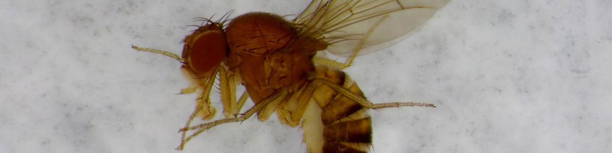 CTIFL_Visuel_bandeau_22.jpg