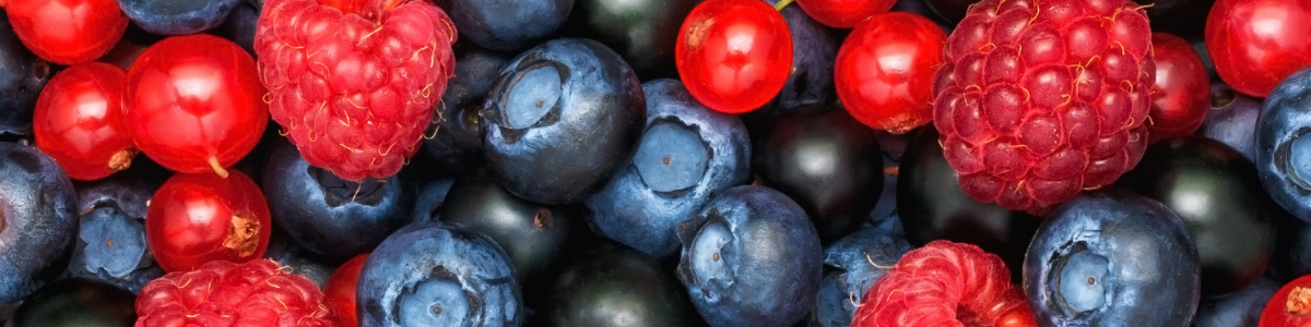 JN_Petits_Fruits_Rouges_CTIFL_ACTU_bandeau.png