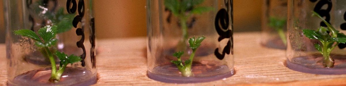 La production in vitro de plants de fraisier : protocole CTIFL pour le Fragaria x ananassa Duch La production in vitro de plants de fraisier : protocole CTIFL pour le Fragaria x ananassa Duch
