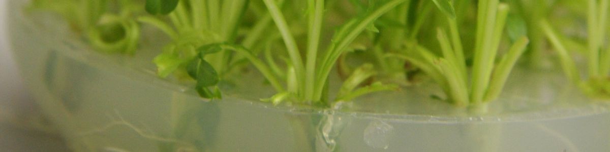 Micropropagation in vitro des chicorées (Cichorium intybus L.) : un outil d'aide à la sélection et à la production de semences Micropropagation in vitro des chicorées (Cichorium intybus L.) : un outil d'aide à la sélection et à la production de semences