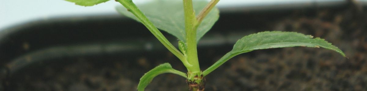 Microgreffage in vitro du cerisier : mise au point d'un protocole spécifique à l'espèce Microgreffage in vitro du cerisier : mise au point d'un protocole spécifique à l'espèce
