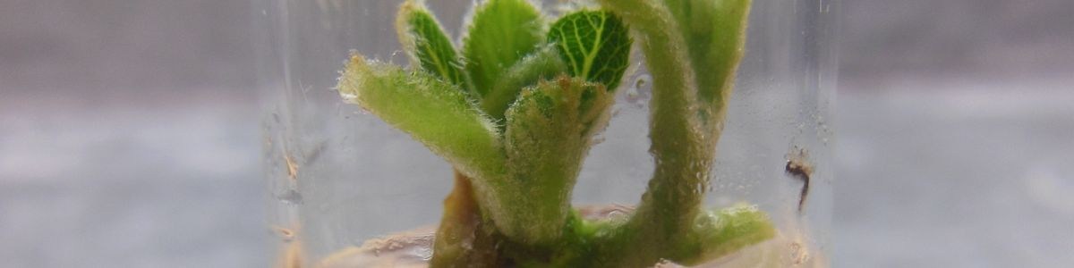 Culture in vitro du kiwi (Actinidia chinensis) : introduction par mise en culture de bourgeons axillaires Culture in vitro du kiwi (Actinidia chinensis) : introduction par mise en culture de bourgeons axillaires