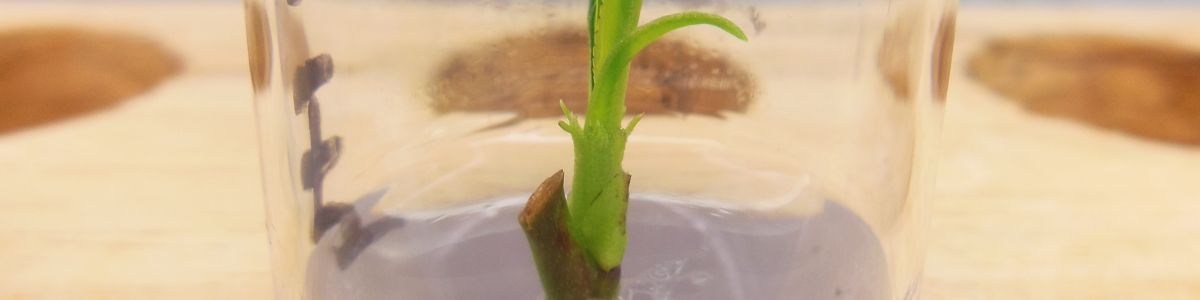Production par micropropagation in vitro d'un nouveau porte-greffe hybride Prunus persica x p. davidiana : introduction par mise en culture de bourgeons axillaires Production par micropropagation in vitro d'un nouveau porte-greffe hybride Prunus persica x p. davidiana : introduction par mise en culture de bourgeons axillaires