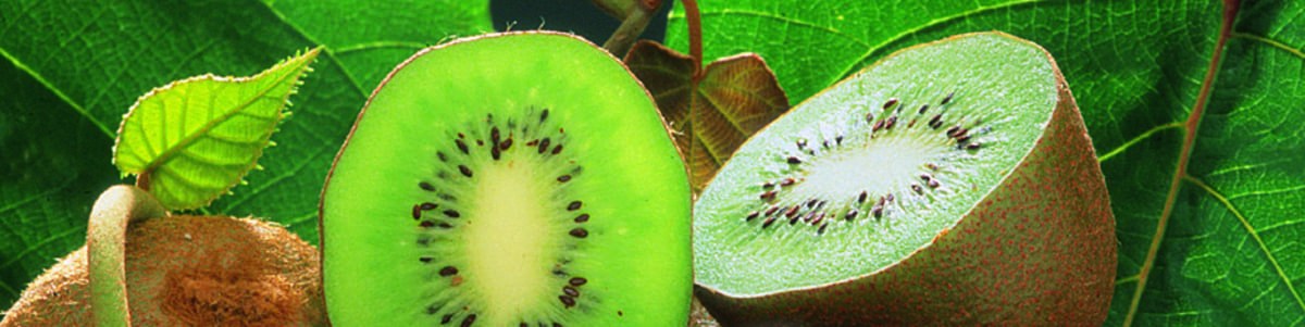 Le kiwi de moins en moins exotique Le kiwi de moins en moins exotique