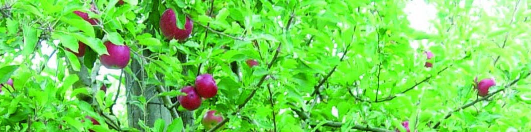 L’observatoire des exploitations fruitières - Du mieux en 2015 après une année 2014 difficile L’observatoire des exploitations fruitières - Du mieux en 2015 après une année 2014 difficile