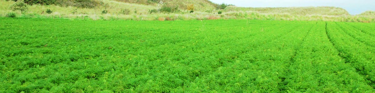 Mieux connaître les couples plante/bioagresseur - Pour une performance écologique et économique des systèmes légumiers Mieux connaître les couples plante/bioagresseur - Pour une performance écologique et économique des systèmes légumiers