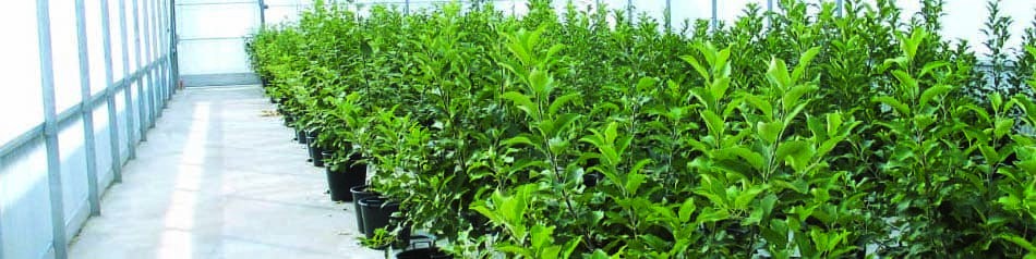 Exporter de nouvelles variétés fruitières hors Union Européenne - Le CTIFL certifie les plants pour les professionnels de l'innovation variétale Exporter de nouvelles variétés fruitières hors Union Européenne - Le CTIFL certifie les plants pour les professionnels de l'innovation variétale