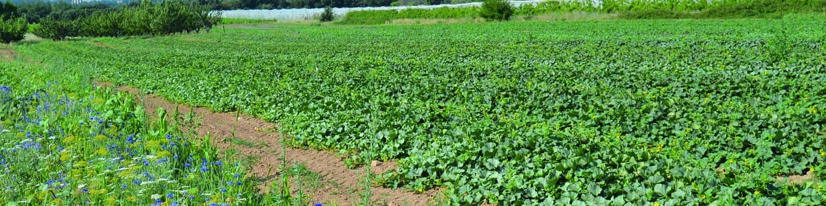 La colonisation de pucerons en cultures de melon - L'emploi des bandes fleuries comme outil de régulation