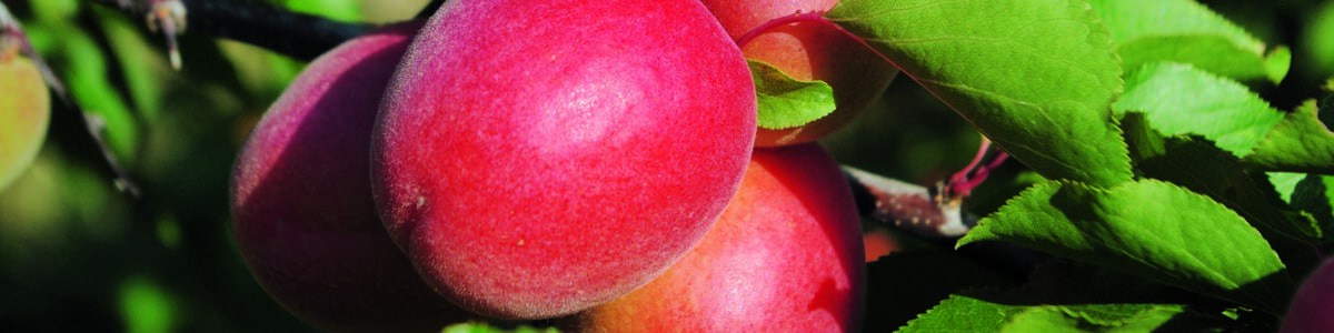 Le planning de maturité abricots 2016 Le planning de maturité abricots 2016