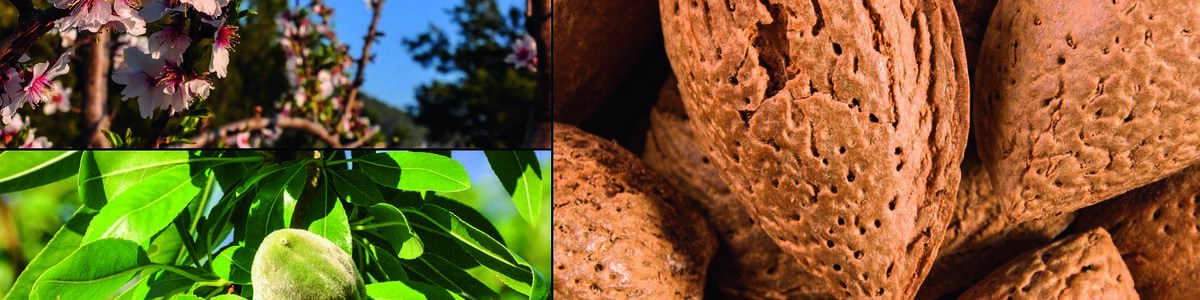 Perception et attentes des industriels - Transformateurs à la recherche de l'amande de terroir Perception et attentes des industriels - Transformateurs à la recherche de l'amande de terroir