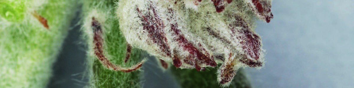 Sensibilité au gel en vergers de pommier, tests en cellules climatiques - Seuils critiques et comparaison variétale Sensibilité au gel en vergers de pommier, tests en cellules climatiques - Seuils critiques et comparaison variétale