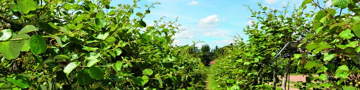 Amélioration des moyens de lutte contre Pseudomonas syringae pv. actinidiae - Bilan du projet Casdar 2012-2015