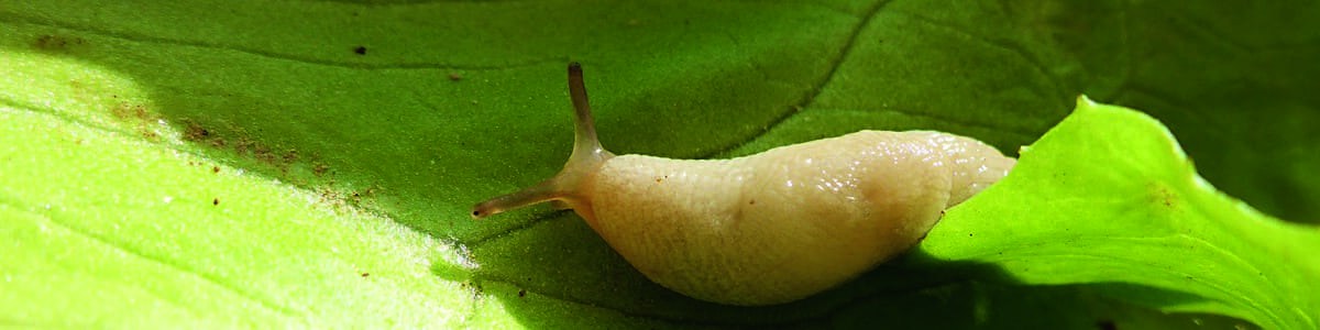 Les limaces en production légumière de plein champ - Un problème complexe nécessitant une gestion intégrée Les limaces en production légumière de plein champ - Un problème complexe nécessitant une gestion intégrée
