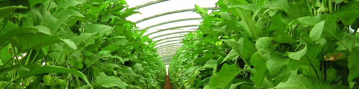 La PBI en culture d'aubergine - Vers une meilleure gestion de l'aleurode des serres et du tabac en culture sous abris La PBI en culture d'aubergine - Vers une meilleure gestion de l'aleurode des serres et du tabac en culture sous abris