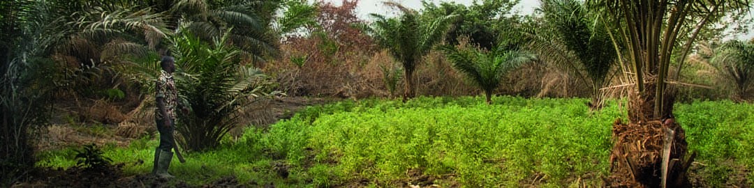 Production de tomate au Bénin - Etat des lieux et pistes d'amélioration