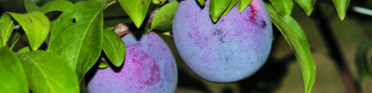 Qualité et conservation de la prune grenadine (Cov) - Premiers enseignements des essais du CEFEL