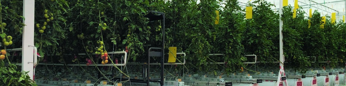 Évolution du parc de serres chauffées en tomate et concombre - Résultats de l'enquête CTIFL 2016