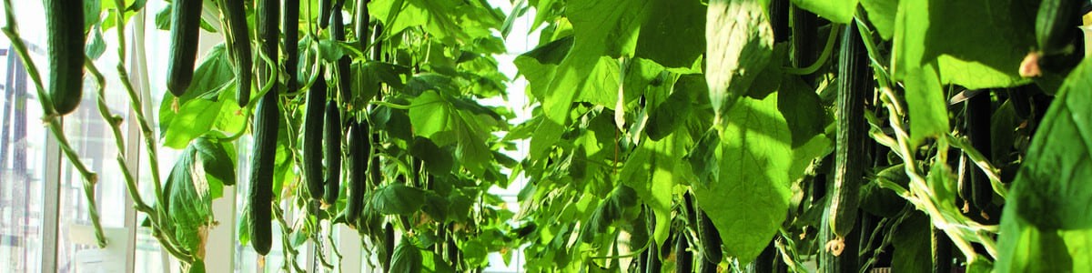 Conduite du concombre sur fil haut - Évaluation technico-économique et agronomique de la culture Conduite du concombre sur fil haut - Évaluation technico-économique et agronomique de la culture