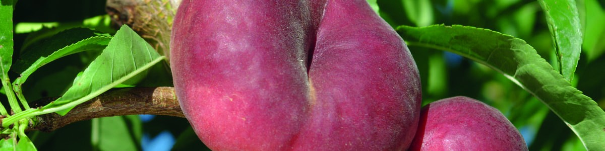 Les pêches et nectarines, les tentations de l'été Les pêches et nectarines, les tentations de l'été