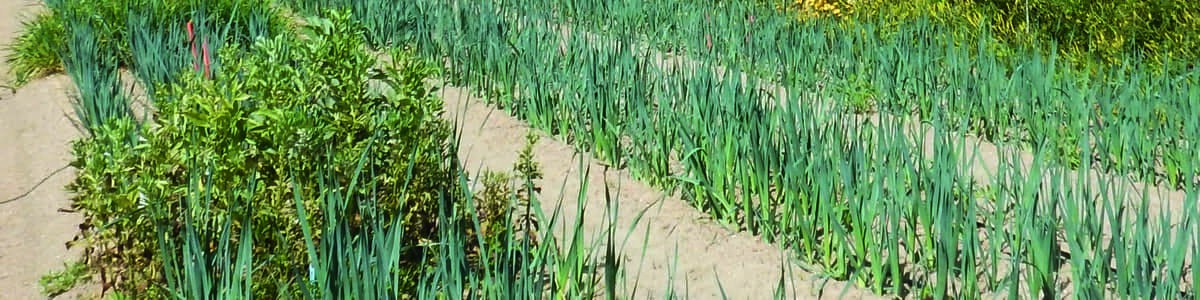 Protection des cultures de poireau contre les thrips - Des plantes de service pour attirer les ennemis naturels Protection des cultures de poireau contre les thrips - Des plantes de service pour attirer les ennemis naturels