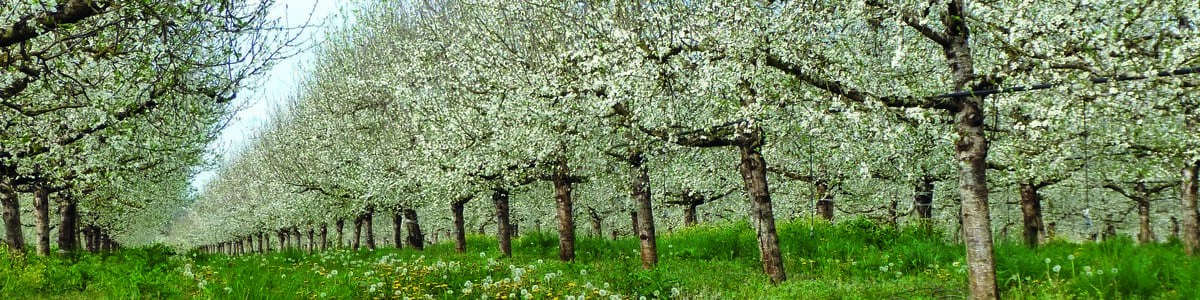 Utilisation de marqueurs moléculaires associés à un caractère d'intérêt - L’autoincompatibilité pollinique chez les Prunus 