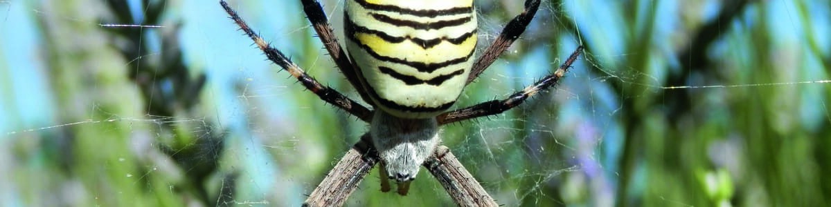 Biodiversité fonctionnelle en verger - Quatre années d'étude des araignées sur pêcher Biodiversité fonctionnelle en verger - Quatre années d'étude des araignées sur pêcher